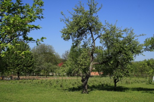 Madárbarát kert (Fotó: Orbán Zoltán).