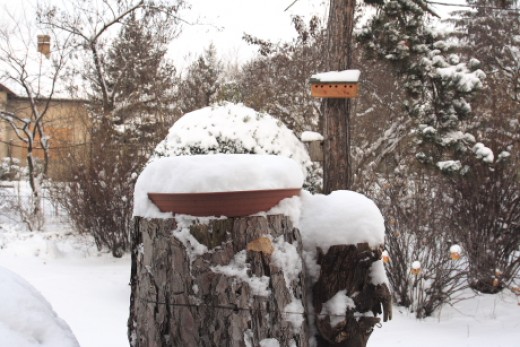 Hósipkás etetőtálca havazás után (Fotó: Orbán Zoltán). A hó nemcsak a fedetlen etetőket és az itatókat, de az ágak és a talaj természetes táplálkozóhelyeit is elzárja a madarak elől.