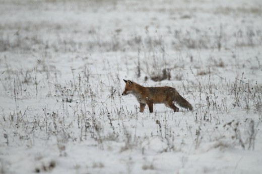 Vörös róka havas mezőn (Fotó: Orbán Zoltán). 