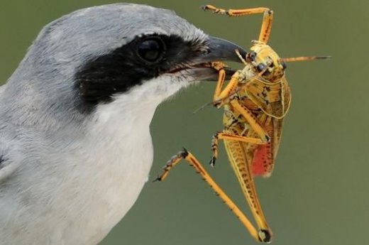 A madarak globálisan 400-500 millió tonna rovart fogyasztanak el évente (Forrás: https://link.springer.com/article/10.1007%2Fs00114-018-1571-z)