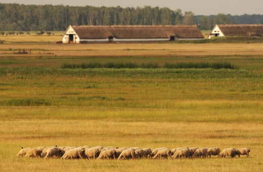 Állattartás (Fotó: Lóki Csaba) Állattartás (Fotó: Lóki Csaba)