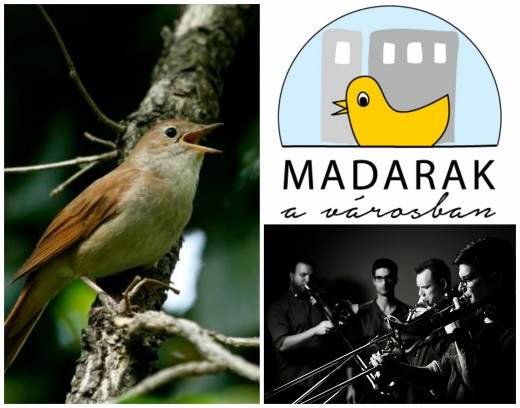 Madarak a városban - Madárdal és harsonaszó Madarak a városban - Madárdal és harsonaszó