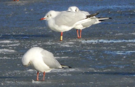A Balatonon megfigyelt brit gyűrűs dankasirály (Fotó: Havasi Máté) A Balatonon megfigyelt brit gyűrűs dankasirály (Fotó: Havasi Máté)
