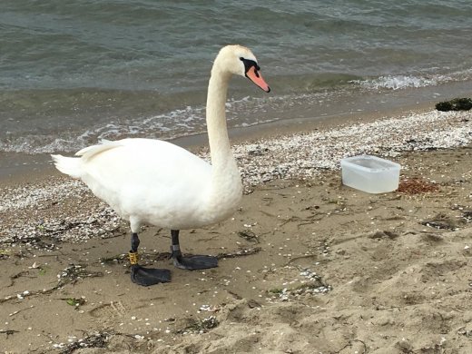 Magyar gyűrűs bütykös hattyú Görögországban (Fotó: Karagianni Pinelopi) Magyar gyűrűs bütykös hattyú Görögországban (Fotó: Karagianni Pinelopi)