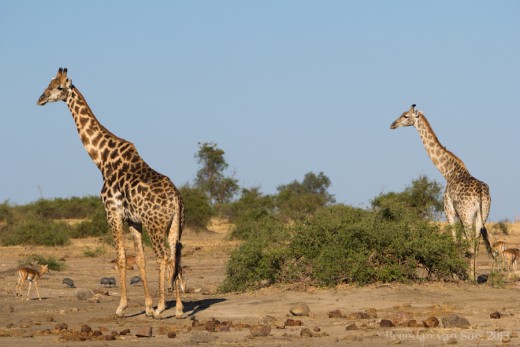 Zsiráfok a Chobe Nemzeti Parkban (Fotó: Brendan van Son). Zsiráfok a Chobe Nemzeti Parkban (Fotó: Brendan van Son).