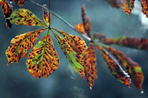Idő előtt, akár már augusztus elején elkezdi lehullatni megbarnult leveleit a vadgesztenye (Fotó: dailymail.co.uk)