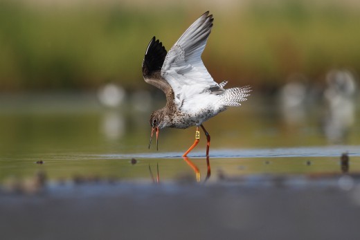 Piroslábú cankó (Tringa totanus) Fotó: Molnár Gábor Piroslábú cankó (Tringa totanus) Fotó: Molnár Gábor