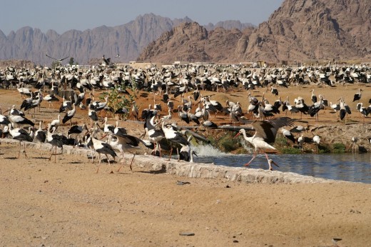Fehér gólyák a Sínai-félszigeten (fotó: Marjo Glerum)