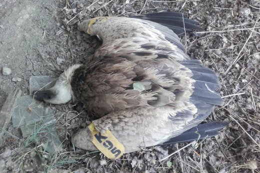 Ennek a bolgár jelölésű fakó keselyűnek a tetemét Túrkevén találták meg egy vezetékszakasz alatt 2018.07.21-én (Fotó: Monoki Ákos) Ennek a bolgár jelölésű fakó keselyűnek a tetemét Túrkevén találták meg egy vezetékszakasz alatt 2018.07.21-én (Fotó: Monoki Ákos)