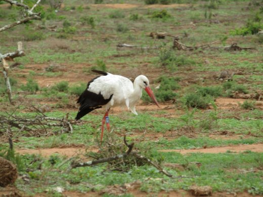 Magyar gyűrűs fehér gólya Dél-Afrikában (Fotó: Jaco Ras)