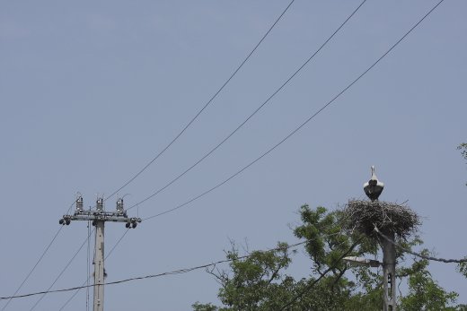 A bejelentő űrlap bevezetésének és lakossági tesztelésének sajnálatos módon aktualitást ad a települési elektromos hálózat vezetékein és oszlopain áramütést szenvedő fehér gólyák nagy száma, ami a fiókák júliusi kirepülésének időszakában tovább nő (Fotó: Orbán Zoltán) A bejelentő űrlap bevezetésének és lakossági tesztelésének sajnálatos módon aktualitást ad a települési elektromos hálózat vezetékein és oszlopain áramütést szenvedő fehér gólyák nagy száma, ami a fiókák júliusi kirepülésének időszakában tovább nő (Fotó: Orbán Zoltán)