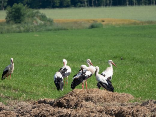 Magyar gyűrűs fehér gólya Litvániában (Fotó: Június végén egy hazai jelölésű fehér gólyát fényképeztek le Litvániában (Gediminas Eigirdas)