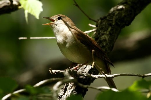 Fülemüle (Luscinia magarhynchos) (Fotó: Orbán Zoltán) Fülemüle - Luscinia magarhynchos (Fotó: Orbán Zoltán)