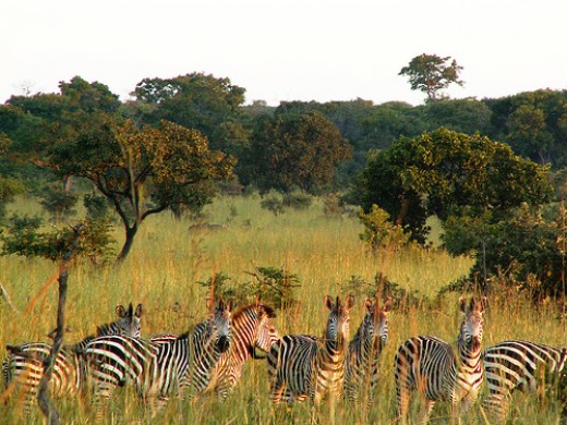Ideális szalakóta élőhely Afrikában (Fotó: internet). 