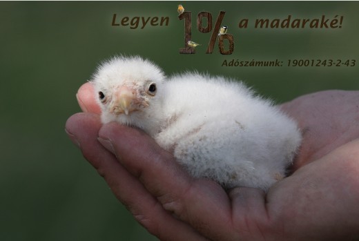 A személyi jövedelemadó 1%-ának felajánlása az MME madárvédelmi munkájának egyik legfontosabb támogatási formája. A képen kékvércse-fióka látható (Fotó: Orbán Zoltán). A személyi jövedelemadó 1%-ának felajánlása az MME madárvédelmi munkájának egyik legfontosabb támogatási formája. A képen kékvércse-fióka látható (Fotó: Orbán Zoltán).