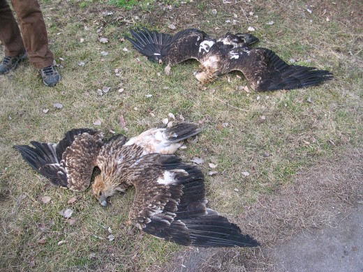 A 2005.03.19-én történt mérgezésben elpusztult két parlagi sas (Fotó: Horváth Márton).