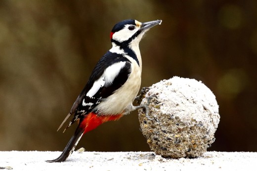 Nagy fakopáncs óriás cinkegolyón / Great Spotted Woodpecker at giant fat ball bird feeder (Fotó: Orbán Zoltán)