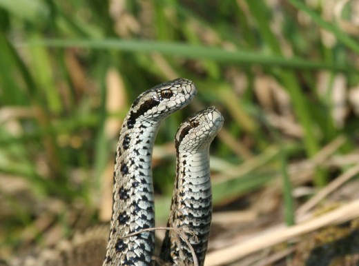 Rákosi vipera (Fotó: Orbán Zoltán) Rákosi vipera (Fotó: Orbán Zoltán)