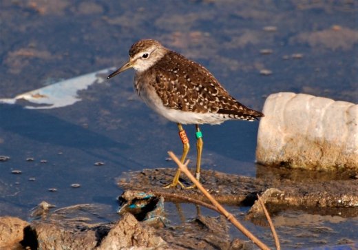 Magyar gyűrűs réti cankó Mauritániában (Fotó: Nick Peeters) Magyar gyűrűs réti cankó Mauritániában (Fotó: Nick Peeters)