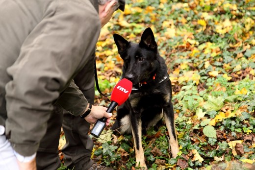 Falco, a HELICON parlagisas-védelmi LIFE+ projekt méreg- és tetemkereső kutyája (Fotó: Orbán Zoltán).