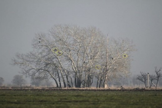 Pihenő parlagi sasok (Fotó: Fatér Imre). Pihenő parlagi sasok (Fotó: Fatér Imre).