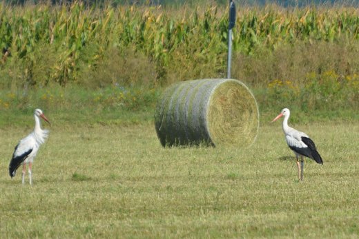 Svéd gyűrűs fehér gólya (Fotó: Papp Ferenc) Svéd gyűrűs fehér gólya (Fotó: Papp Ferenc)