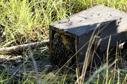 Méhektől túlterhelt szalakótaodú leszakadva (Fotó: Orbán Zoltán).