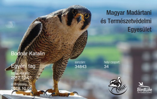 A most belépő, illetve a tagságukat októbertől megújító tagjaink már ilyen, a 2018-as év madarát ábrázoló tagkártyát kapják (Forrás: MME) Tagkártya 2018 év madarával - a vándorsólyommal (Forrás: MME)