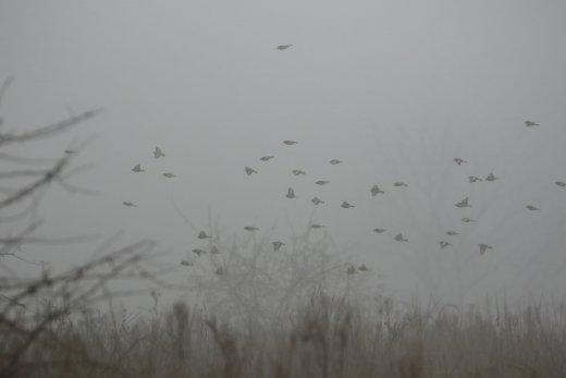 Ködös téli napon táplálékot kereső tengeliccsapat (Fotó: Orbán Zoltán) 