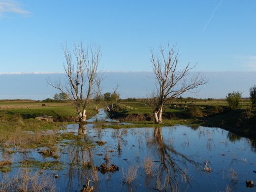 Vizes élőhely (Fotó: Kerékgyértó Róbert) Vizes élőhely (Fotó: Kerékgyértó Róbert)