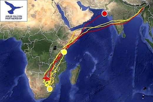 A három jeladós amuri vércse tartózkodási helye 2014. április 20-án (forrás: satellitetracking.eu). A három jeladós amuri vércse tartózkodási helye 2014. április 20-án (forrás: satellitetracking.eu)
