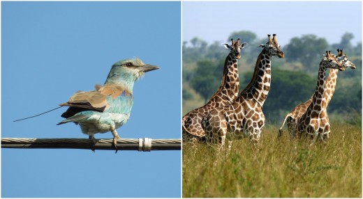 Jeladós szalakóta (Fotó: Csibrány Balázs) és zsiráfok (Forrás: Animals Time).