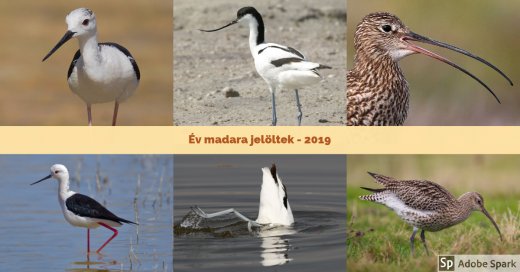 A 2019 év madara szavazás választható fajai: gólyatöcs, gulipán és nagy póling 