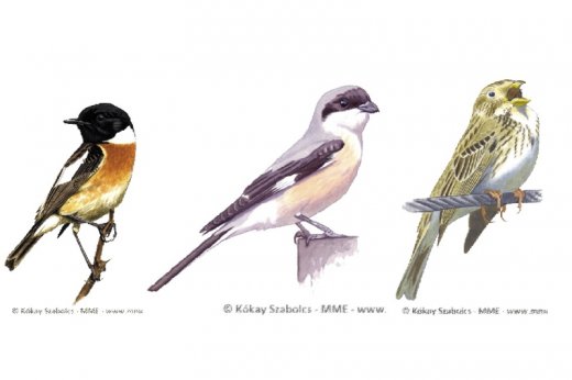 2021 év madara szavazás fajai (balról jobbra): cigánycsuk, kis őrgébics, sordély (grafikák: Kókay Szabolcs)