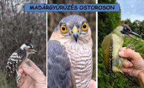 Madárgyűrűzés Ostoroson