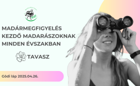 madármegfigyelés kezdőknek