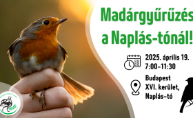 Madárgyűrűzési bemutató a Naplás-tónál (CES 1.)