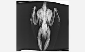 Hortobágyon meglőtt kerecsensólyom