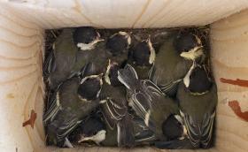 Kirepülés előtt álló széncinege fiókák (Fotó: Lendvai Csaba)