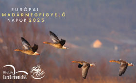 Európai Madármegfigyelő Napok 2025