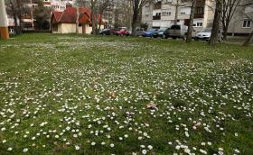 szazszorszepszonyeg_lakotelep_Dombovar_20140315_Orban_Zoltan_0007.JPG 