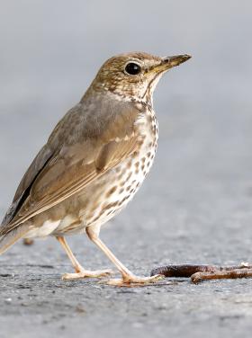 enekes_rigo_Dombovar_20220626_Orban_Zoltan_6.JPG