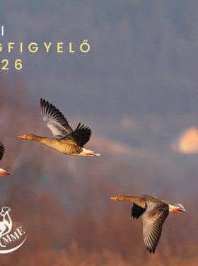 Európai Madármegfigyelő Napok 2026