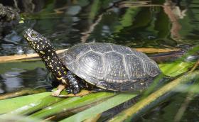 Mocsári teknős (fotó: Kiricsi Ágnes)