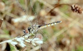 Vándor árnyszitakötő (Selysiothemis nigra) - fotó: Ruttkay Péter