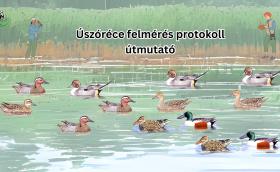 úszóréce protokoll