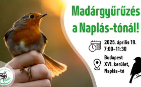 Madárgyűrűzési bemutató a Naplás-tónál (CES 1.)