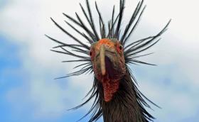 Tarvarjú