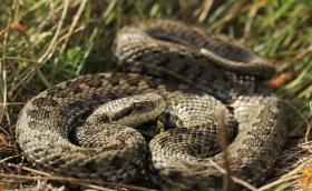 Rákosi vipera élőhelyén (fotó: Halpern Bálint)