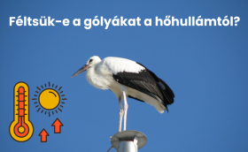 gólya hőhullám